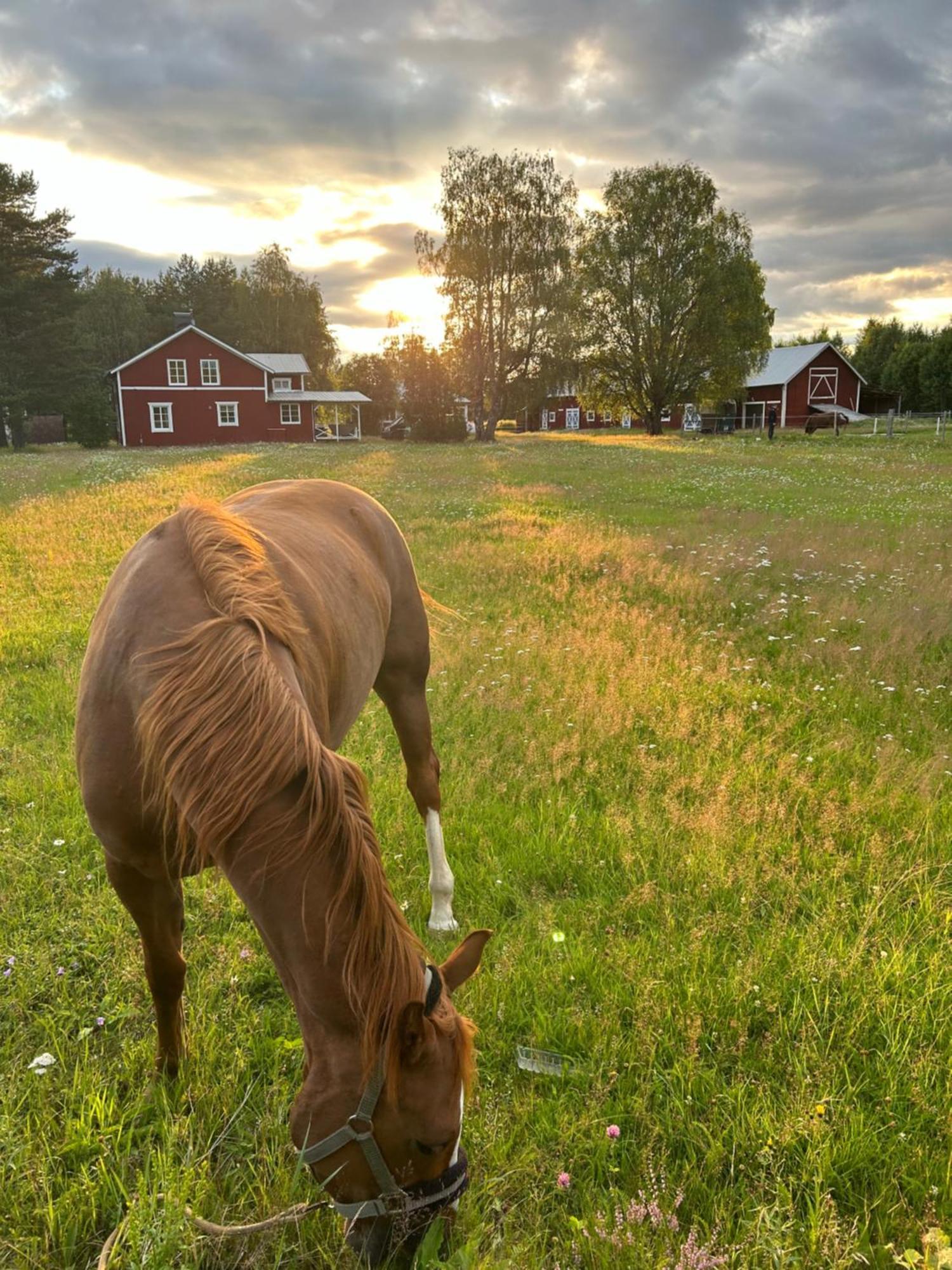 Willa Hus I Ljuset Näsåker Zewnętrze zdjęcie